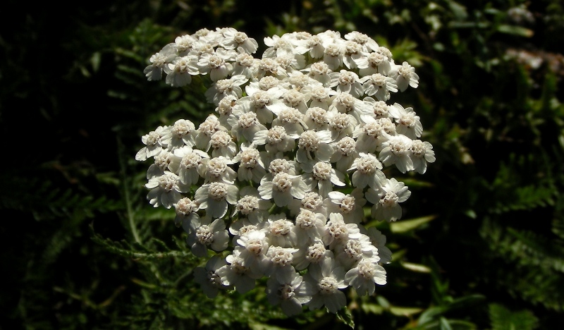 Achillea millefolium / Millefoglio comune